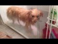 Miss Lottie The Pomeranian's Bath Time- June ...