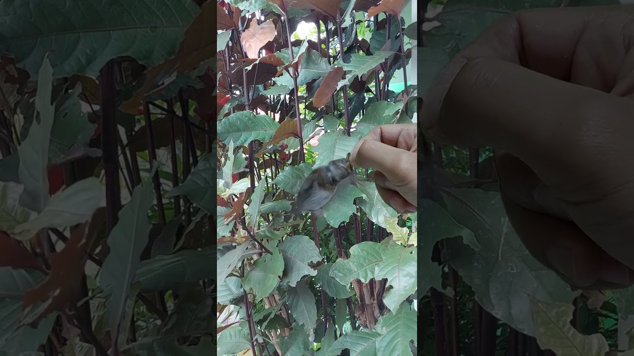 SRDC (sikatan rimba dada coklat) Ep:8 - Pet ON