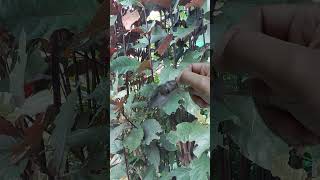 Download lagu SRDC (sikatan rimba dada coklat) Ep:8 - Pet ON mp3 Download lagu SRDC (sikatan rimba dada coklat) Ep:8 - Pet ON mp3