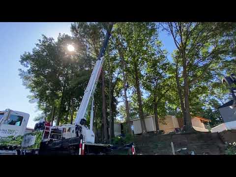 Life's Tree Doctor, LLC YouTube video thumbnail 17