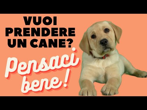 TIPS  BEFORE GETTING A DOG | HOW TO CHOICE A PUPPY