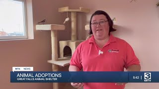 Adoptions are up at the Great Falls Animal Shelter, and reduced fees continue
