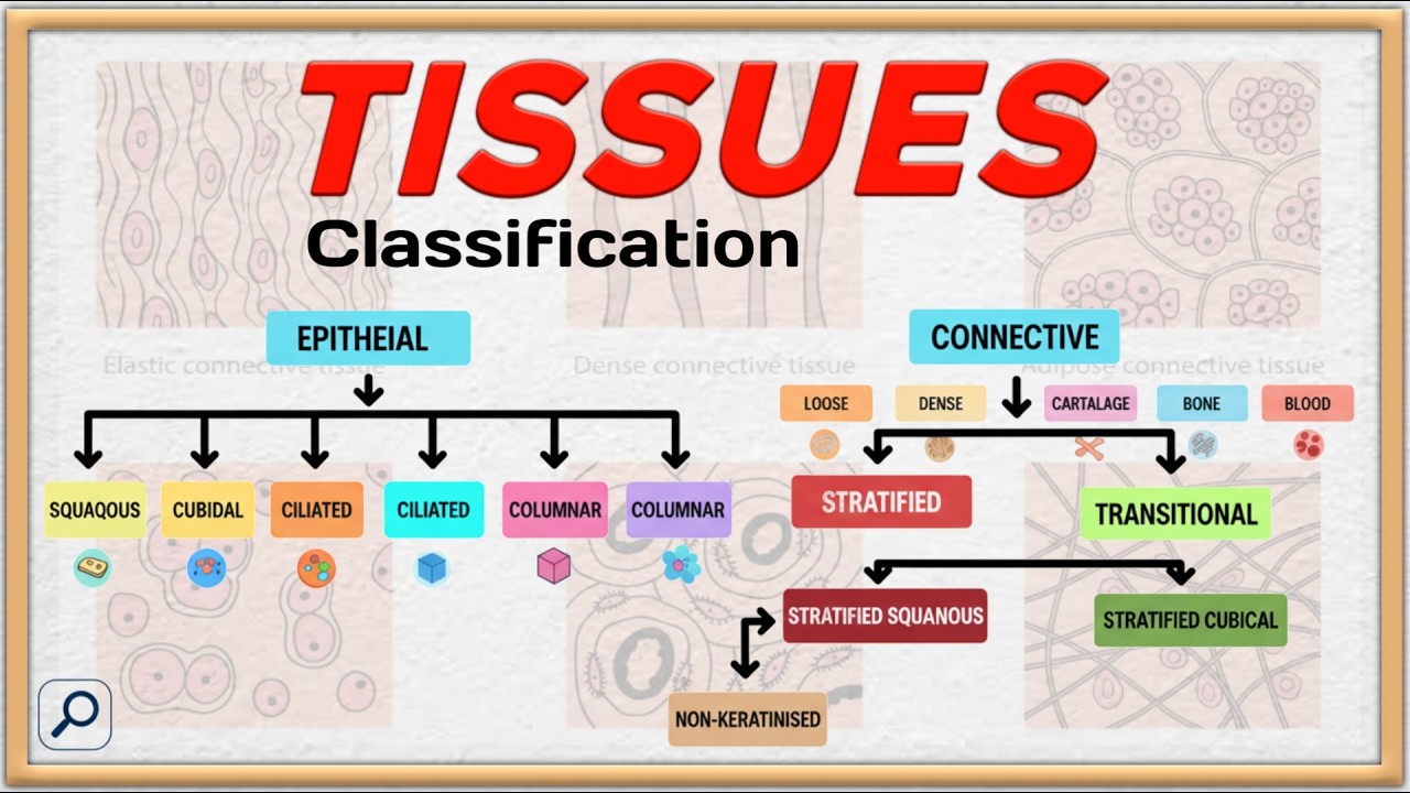 Classification of Tissues Made EASY | Complete Human Tissue Overview