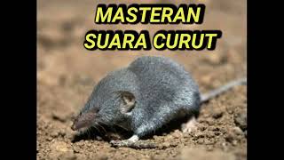 Download lagu NYRECET || SUARA CURUT COCOK UNTUK MASTERAN BURUNG KICAU mp3