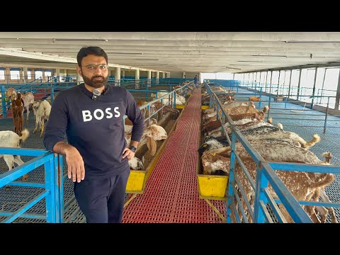 Pakistan Modern Goat Farm Alpha Livestock and GoatFarm #Ziege #Ziegenzucht #Landwirtschaft #Gesch...