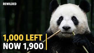 China Spent Decades Saving the Panda. It Actually Worked.