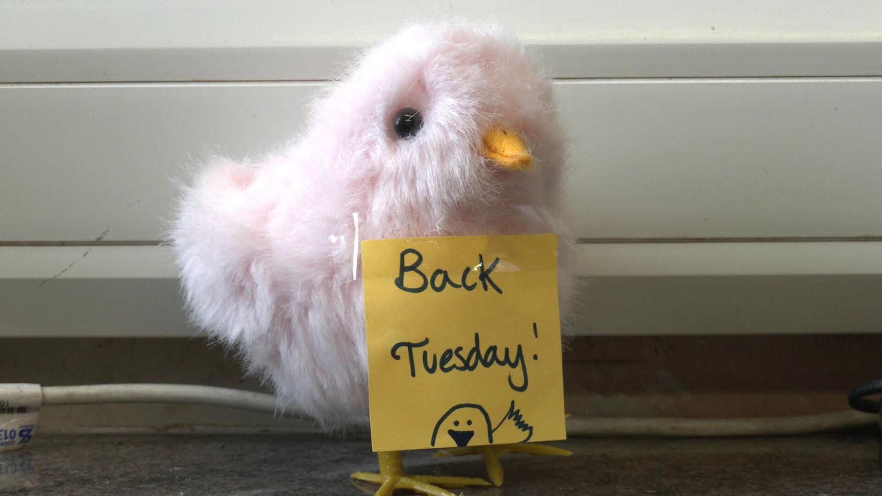 Chicks Hatching Live Stream