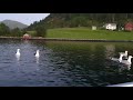 Screaming Seagulls