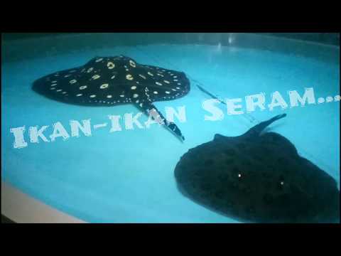 Ikan Ikan Serem Dunia Air Tawar Part 2 Edisi Jalan Jalan Ke Tmii Jakarta Kaskus