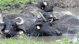 Mini footage - Wallowing buffalos (Kápolnapuszta, Hungary)