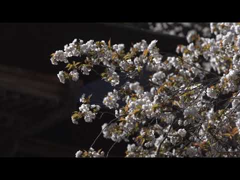 会津美里町 春 法用寺三重塔