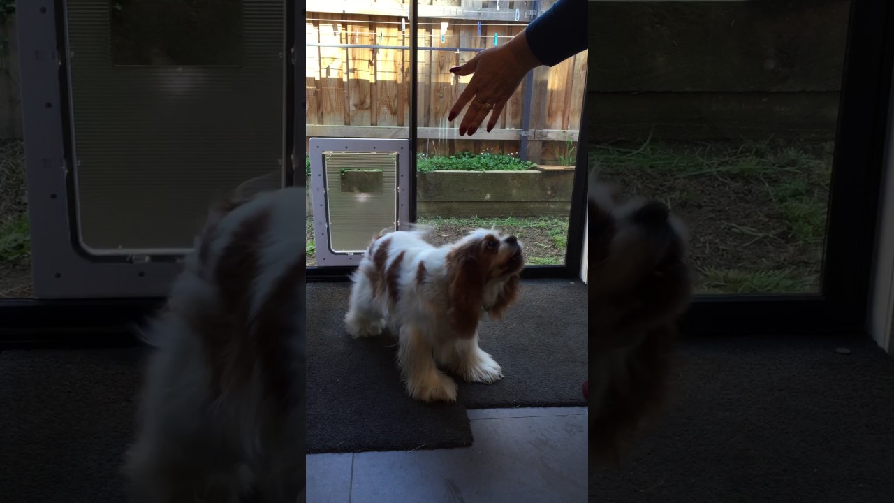 Large Dog Door In Glass Sliding Glass Dog Door Aussie Pet Doors