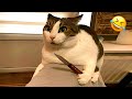 You Laugh You Lose Funniest Cats And Dogs 2025