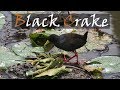 Black Crake Bird Call Kruger National Park | Stories Of The Kruger