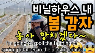 이러다가 봄감자 농사 망치겠다!I'm going to spoil the farming of spring po…