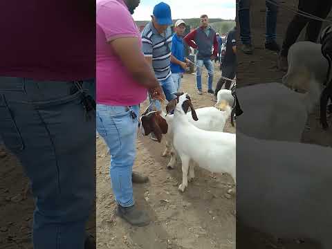 Feira caprinos ovinos Tabira Pernambuco 10/12 /2025