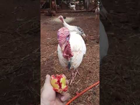 Lulu, Peru branco holandes