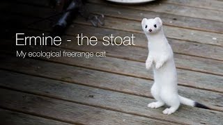 Ermine – the stoat