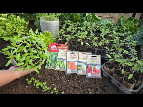 Mitä kylvetään ja istutetaan maaliskuussa? Aloita aikaisin nopeaa lisääntymistä varten!