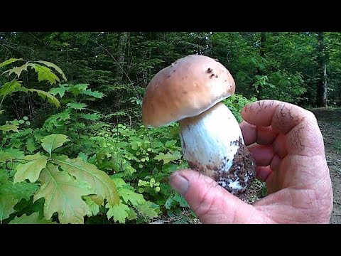 Сезон Відкрито! Перший білий грибочок \ Season Open! The first white fungus