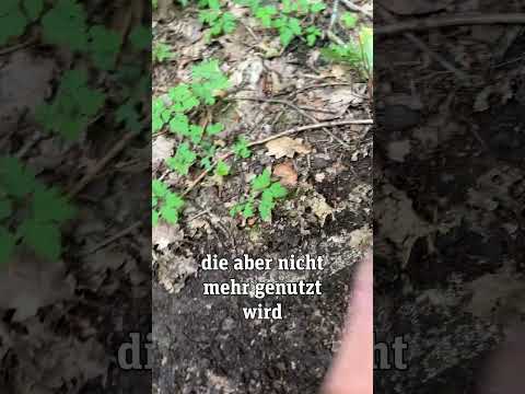 Verlassene Straße mitten im Wald
