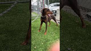 Video preview image #1 Doberman Pinscher-Unknown Mix Puppy For Sale in Pasadena, CA, USA