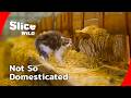 Kittenhood: The Wild Instincts of Domestic Cats I FULL DOC | SLICE WILD DEFAULT Thumbnail