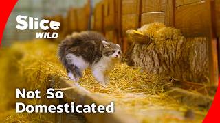 Kittenhood: The Wild Instincts of Domestic Cats I FULL DOC | SLICE WILD MQDEFAULT Thumbnail