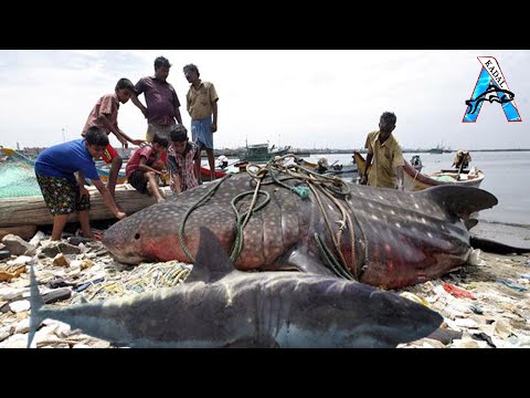 Amazing Gill Net Fishing Line Catch Hundreds Tons of Fish - Amazing Big Catching on The Sea @FISH_TV