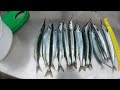 Garfishing In The Rain