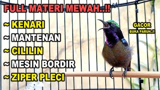 Download lagu MEWAH ! KOLIBRI NINJA GACOR FULL NEMBAK ISIAN KENARI MIX CILILIN, COCOK UNTUK PANCINGAN KONIN BAHAN mp3