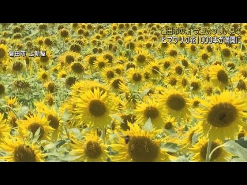 YouTube Video １０００本のヒマワリが満開・見ごろに　静岡・磐田市
