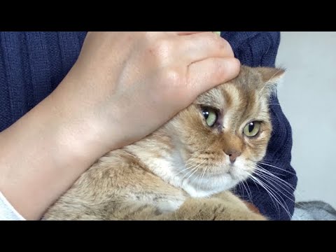 Will my cat let me trim his nails?