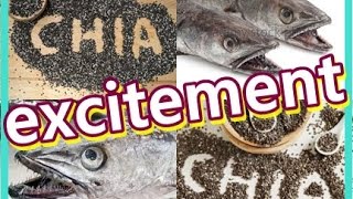 how to cook hake fillets fish recipe chia seed spycy sauce home cooking Argentine Mania sub4sub