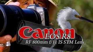 Canon EOS R8 and RF 800mm f/11 IS STM Lens - an underrated wildlife set-up! Really quite amazing! 📷