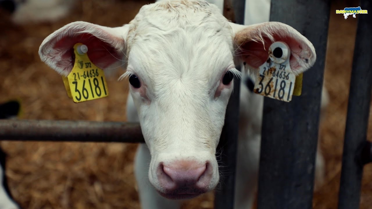 Система индивидуального доения DairyMaster