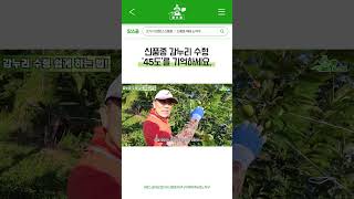 신품종 감누리, 이 '45도'만 기억하면 수확량이 달라집니다! #shorts #farming