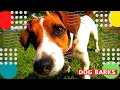 Собака лает Dog Barks कुत्ता भौंकता है Hund Bellt 狗吠 犬�