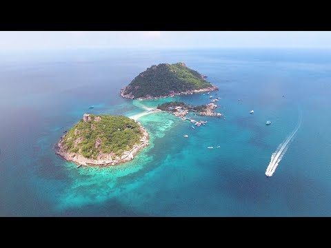 Mascota x D-Trax - La Musica Suena