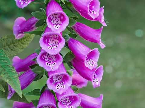 Life is the Flower for which Love is the Honey