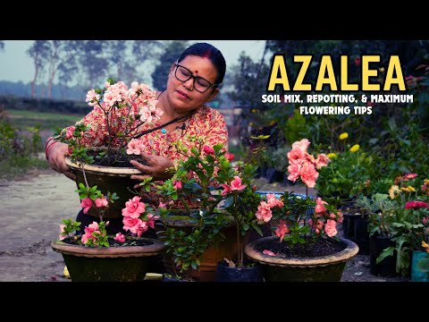 Azalea Plant Soil Mix, Repotting and Maximum Flowering Tips I Pabitra Garden