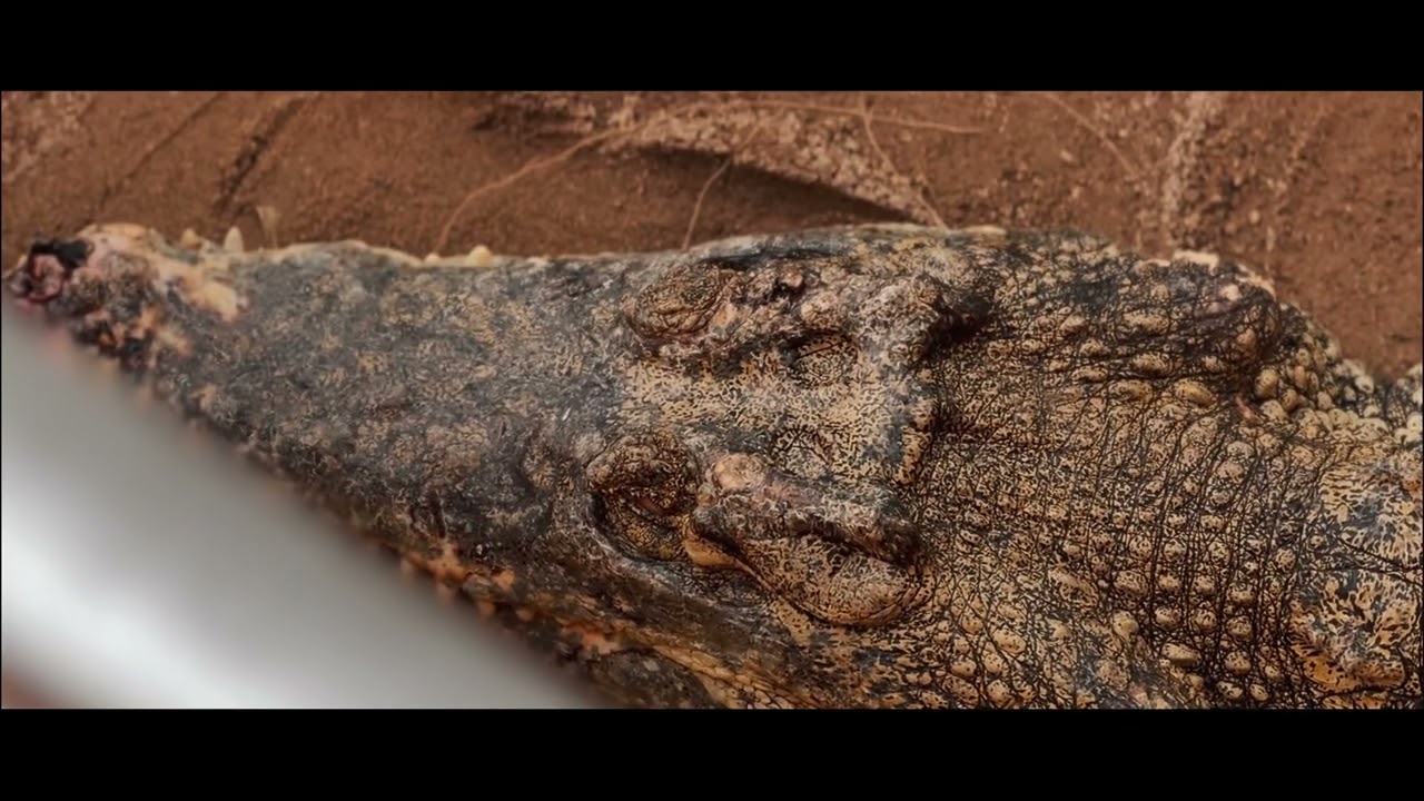 Discover a captivating glimpse of wildlife at Malacca Crocodile & Recreational Park.