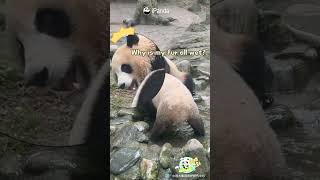 Siblings' Splashing Time! | iPanda #shorts