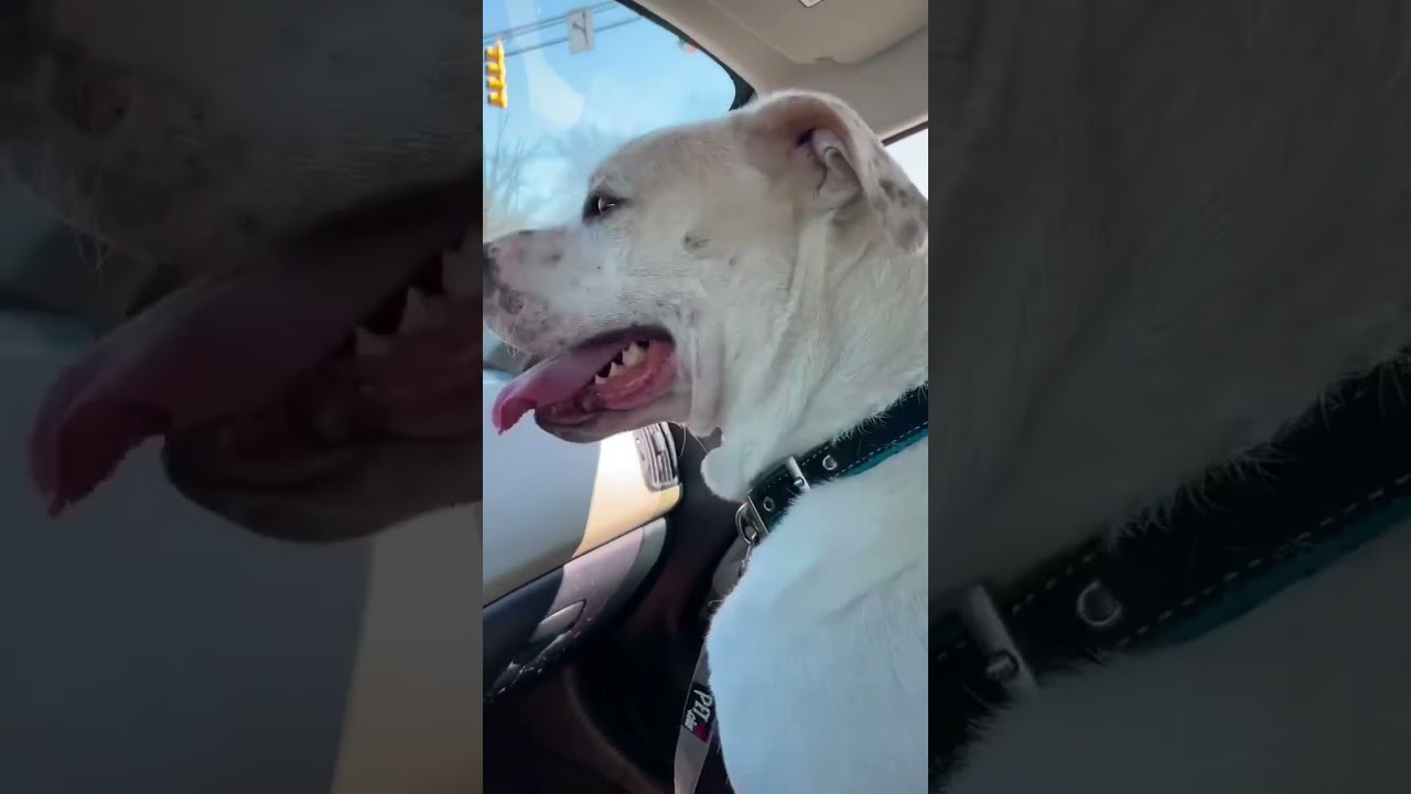 Enlarge Bucky, a Adoptable mixed breed in Newark, NJ video 2/6