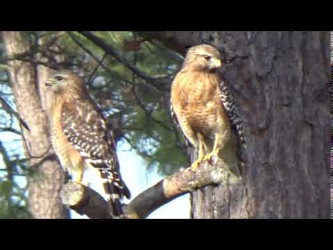 Red Shoulder Hawk Pair, Male and Female Hawks Bonding after Mating in Florida
