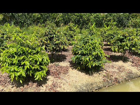 Cách bón phân, xịt thuốc cho cây mai vàng trồng đất trong tháng 5 âm lịch, kết quả sau 9 ngày.