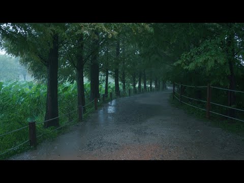 [Rain Walk] Metasequoia Forest Road in Rain Pouring, Yangpyeong Semiwon.