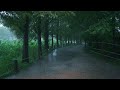 [Rain Walk] Metasequoia Forest Road in Rain Pouring, Yangpyeong Semiwon.
