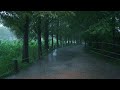 [Rain Walk] 빗속의 메타세콰이어 숲길, 양평 세미원. Metasequoia Forest Road in Rain Pouring.