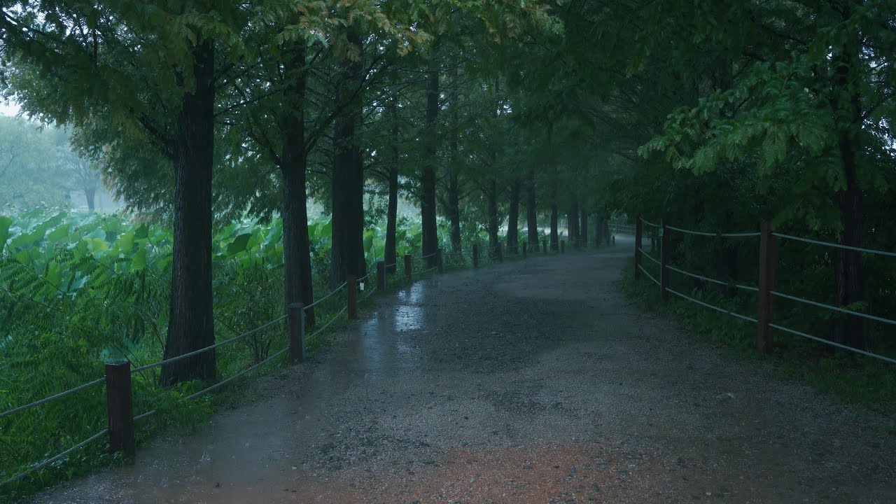 [Rain Walk] 빗속의 메타세콰이어 숲길, 양평 세미원. Metasequoia Forest Road in Rain Pouring.